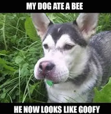 Dog eats a bee and turns into Goofy!